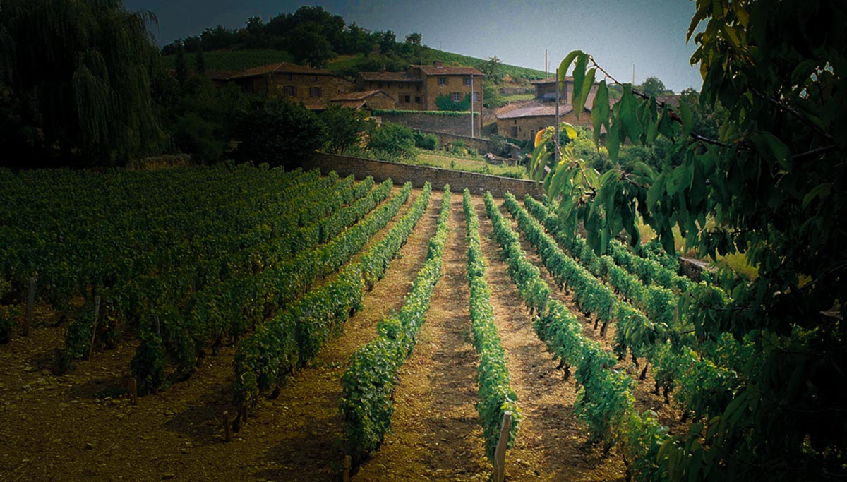 Beaujolais, Beaujolais Nouveau Total Wine & More