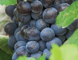 Barbera grape