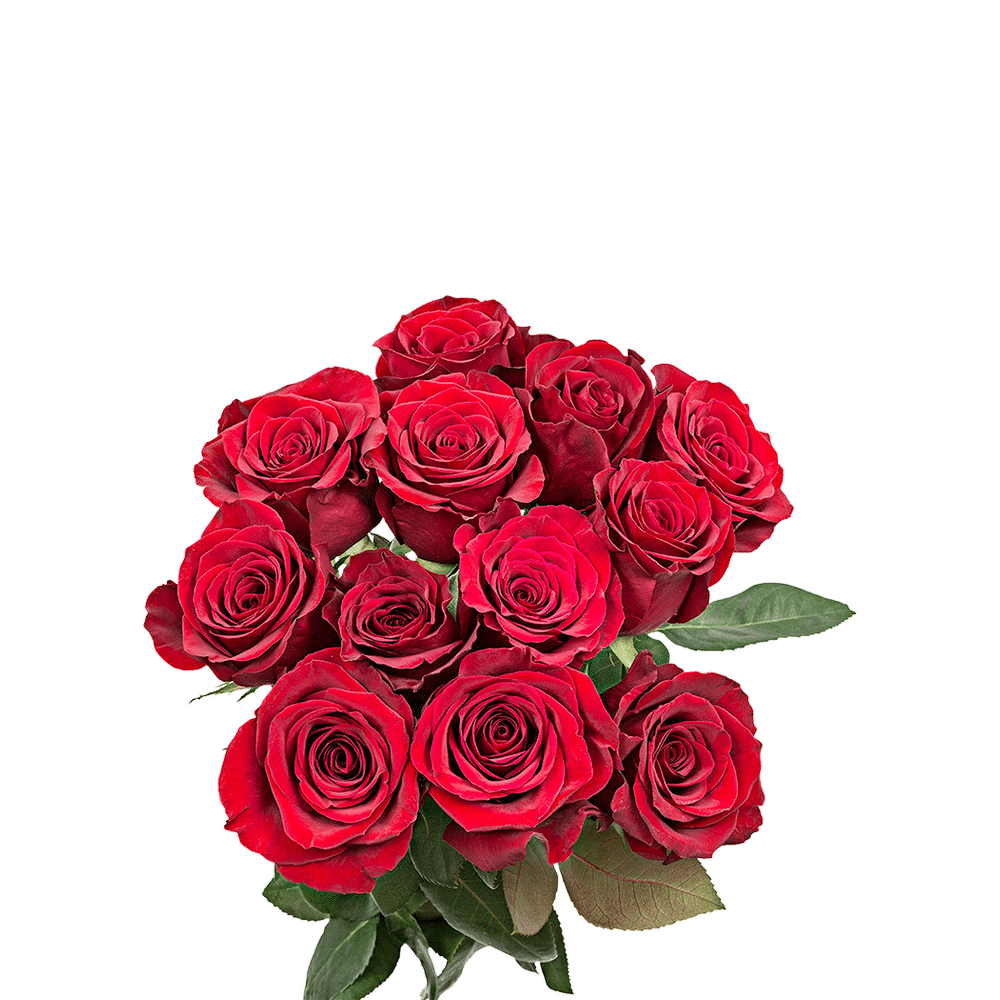Fresh Dozen Red Roses 