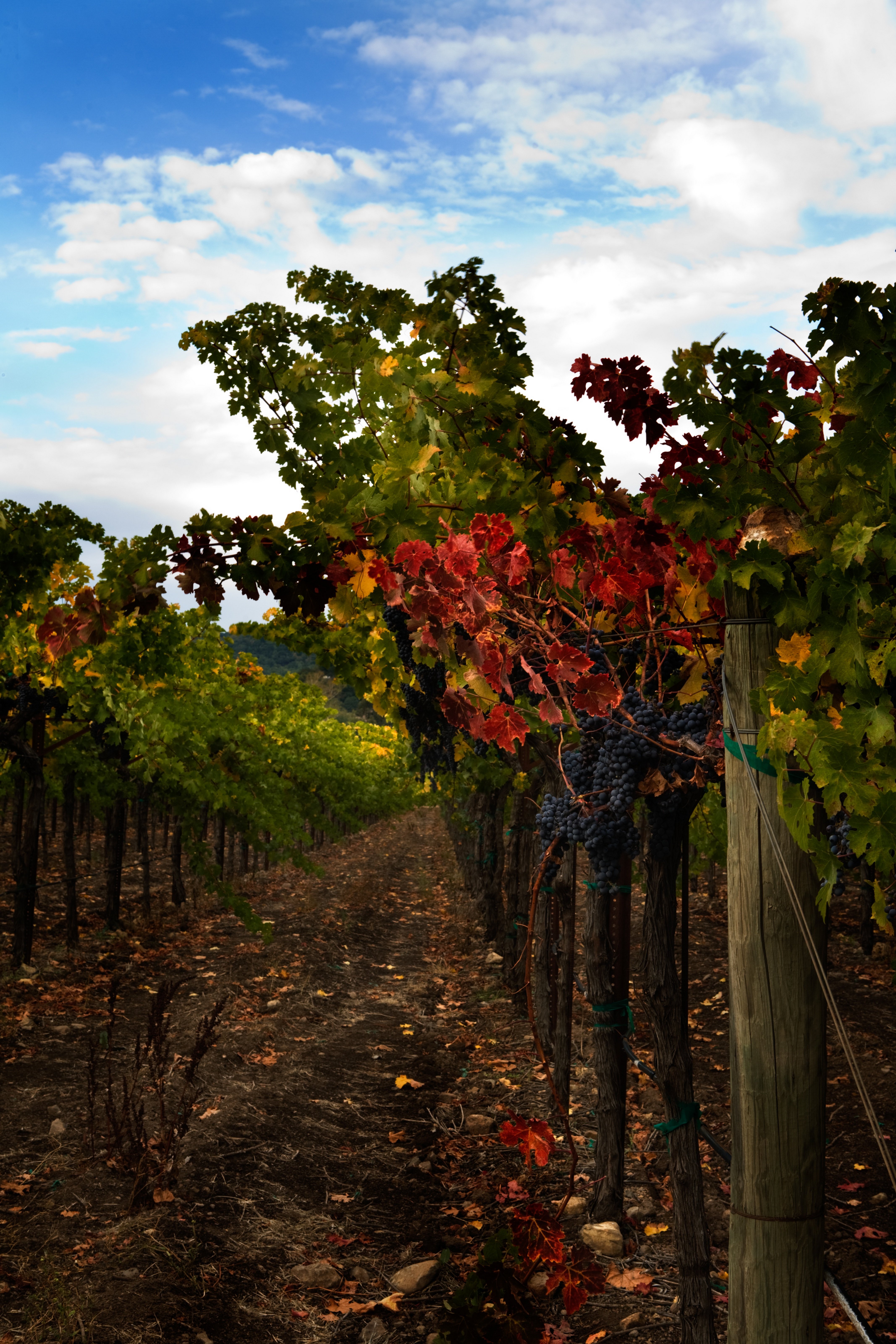 Tuscany - Tuscan Wine | Total Wine & More