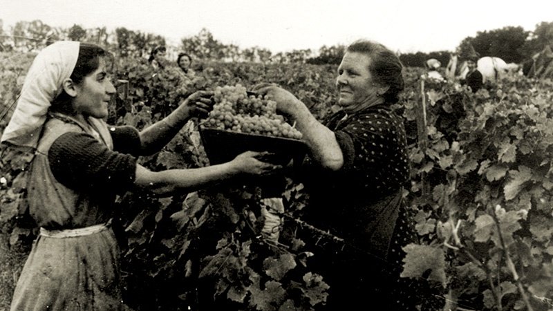 Workers picking grapes in a vineyard.
