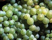 Semillon grape