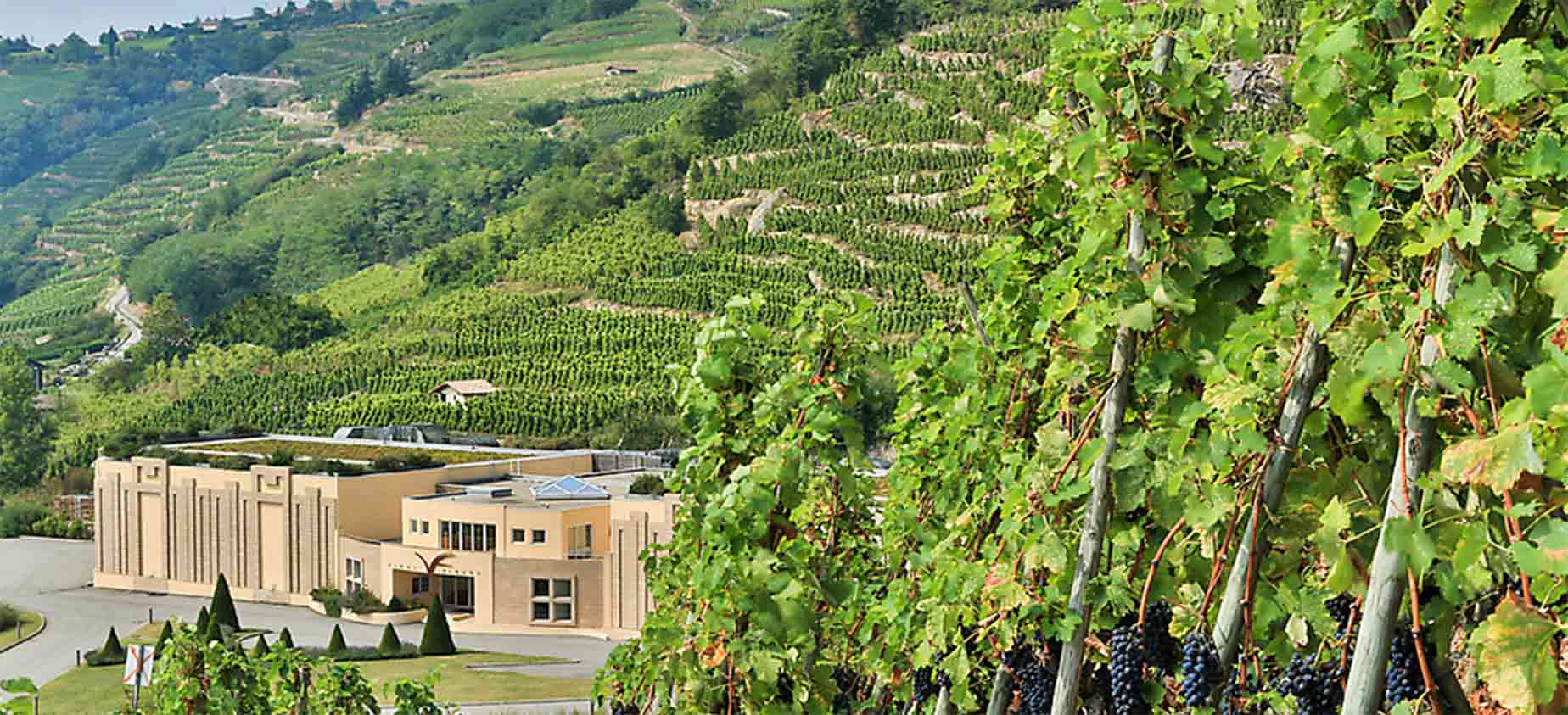 vineyard hillside