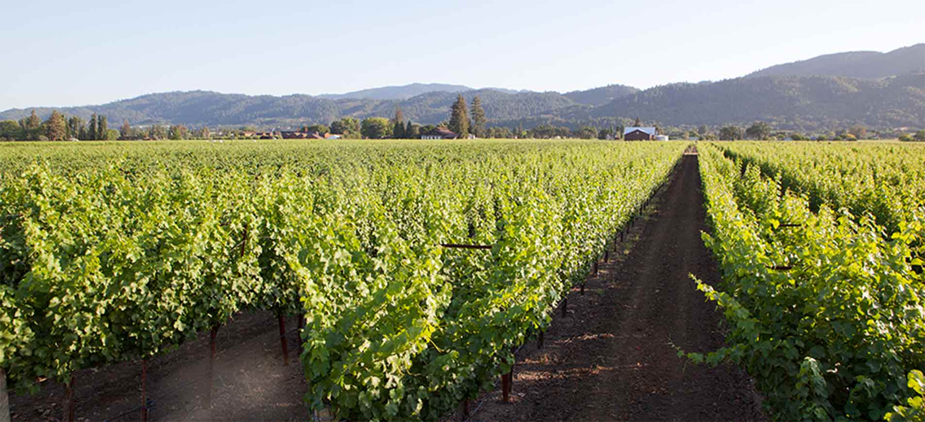 Invicta Wines, Napa Valley Wines Total Wine & More