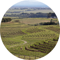 Terraced Vineyard in the Southern Hemisphere