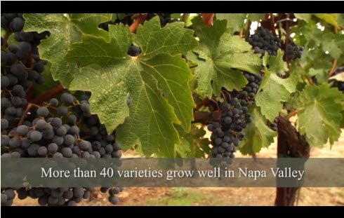Napa Valley Video