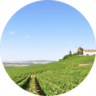 French Hillside Vineyard
