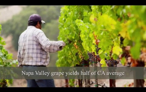 Napa Valley Video