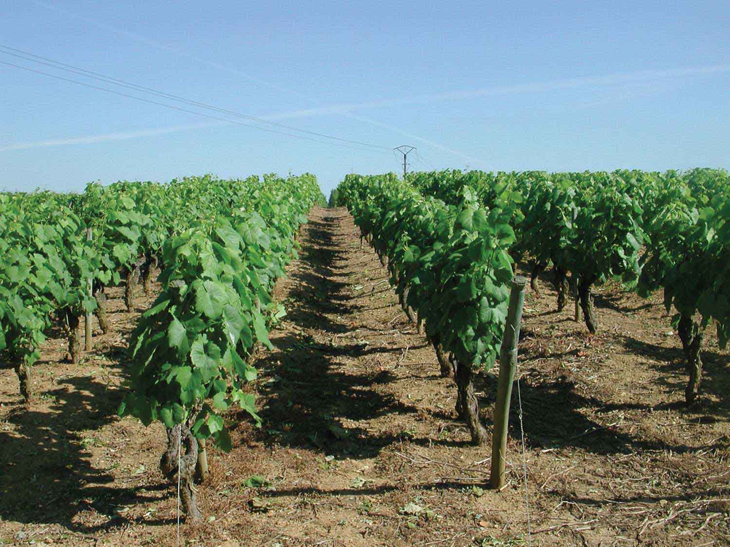 Muscadet Vineyards