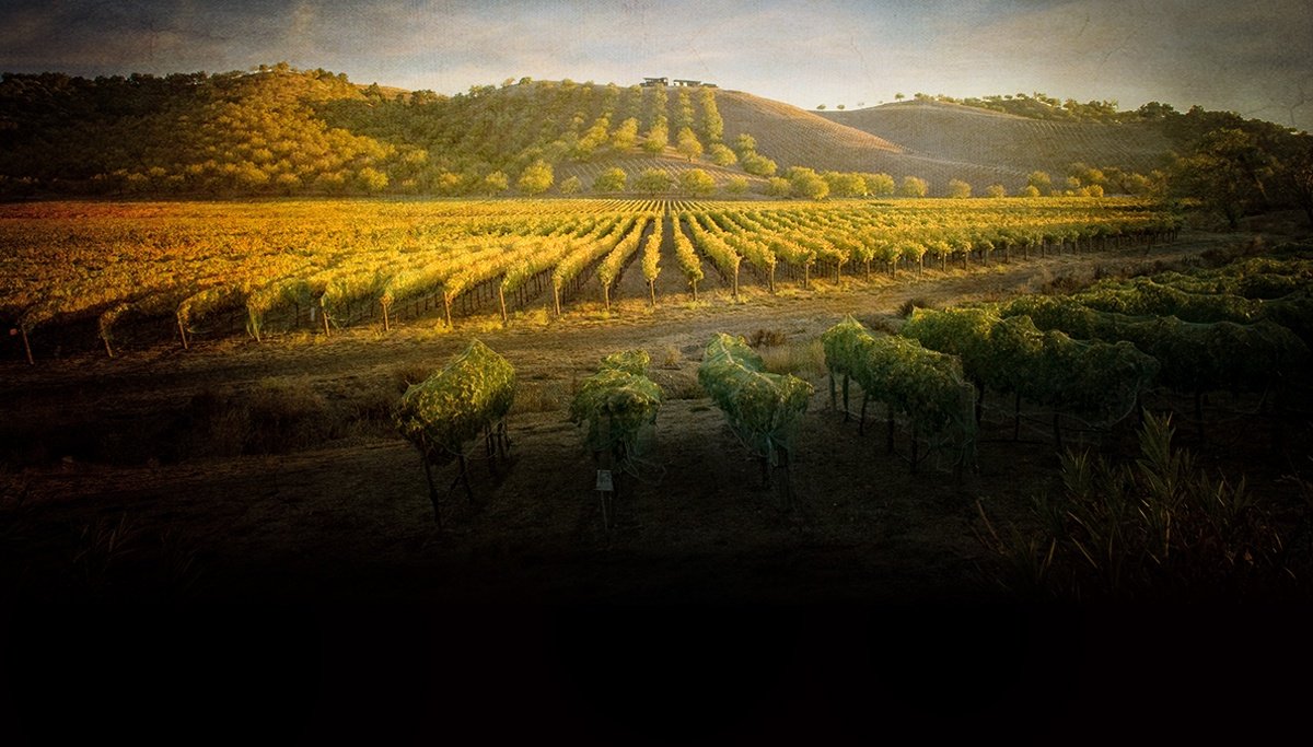 Angeline, Calfornia Affordable Wines Total Wine & More