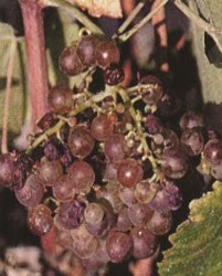 Roussanne grape