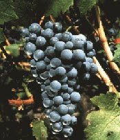 Carmenere grape