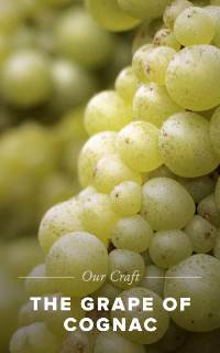 Our Craft: The Grape of Cognac