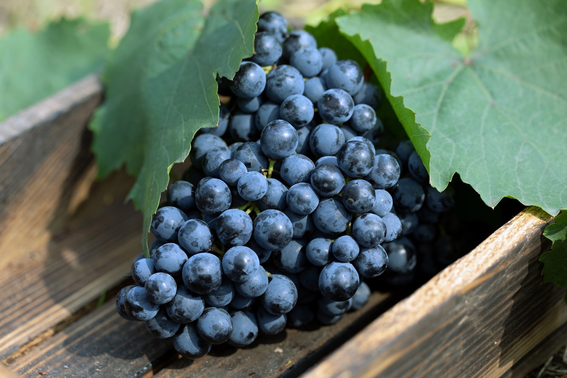 Pinot Noir Wine Guide | Total Wine \u0026 More, image size:1900x1267