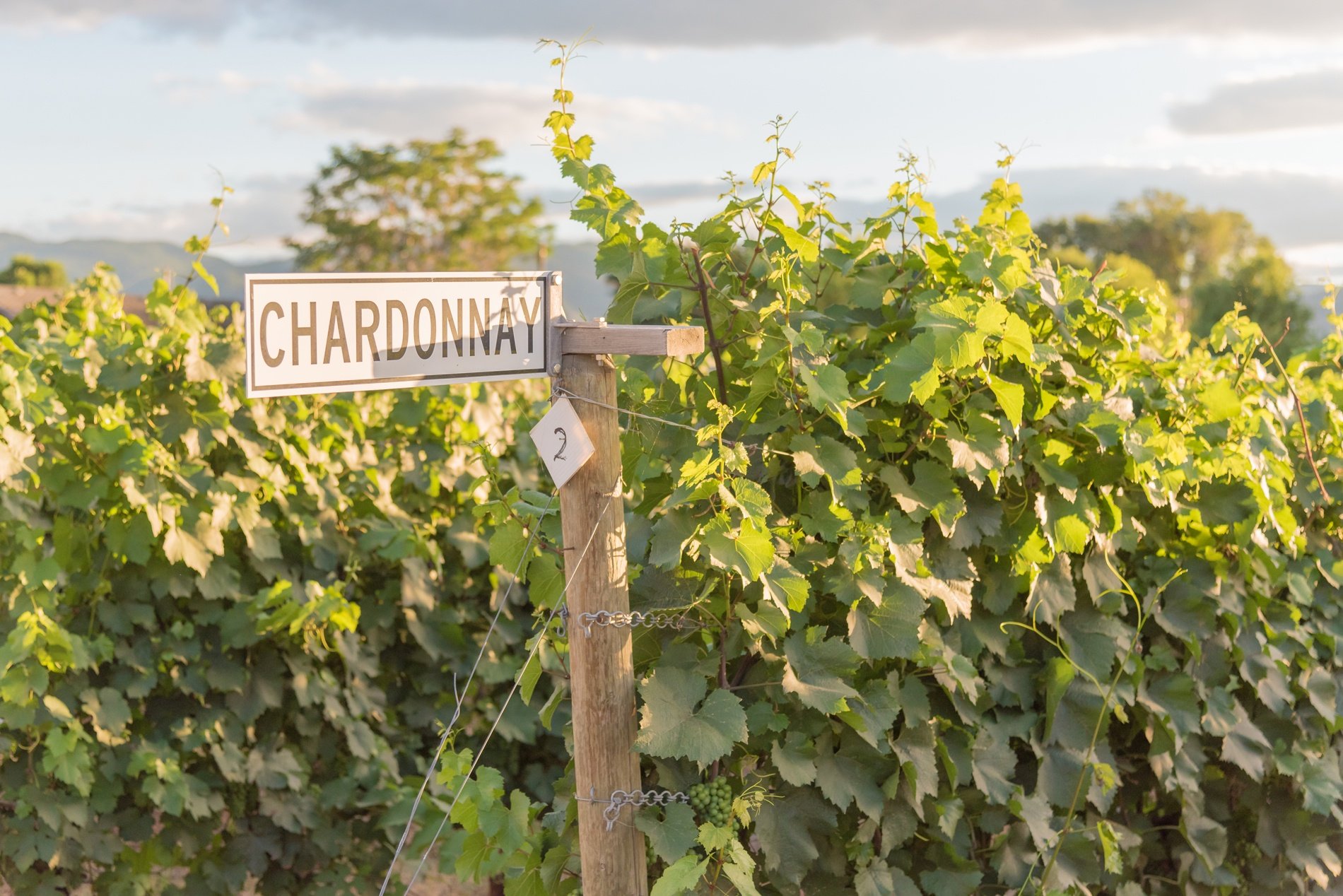 Unoaked Chardonnay vs. Oaked Chardonnay Total Wine & More