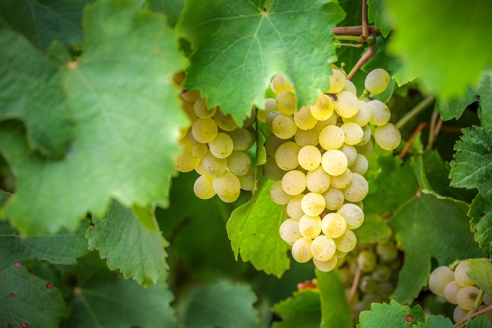 white grapes