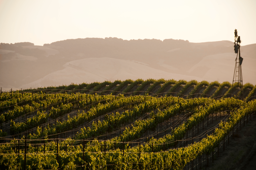 cabernet vineyard