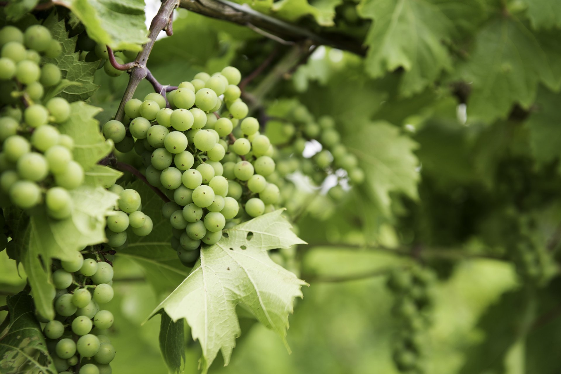 white wine grapes on the vine