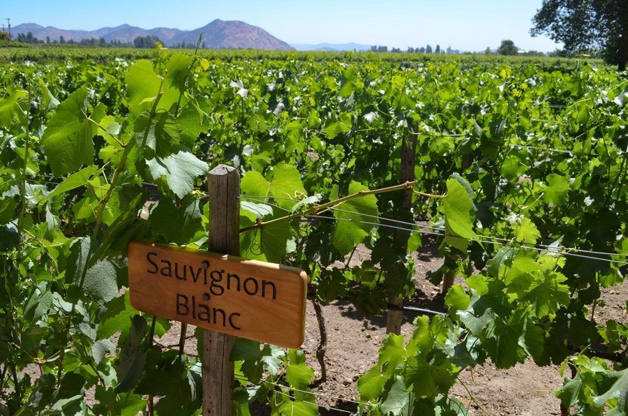 sauvignon blanc sign