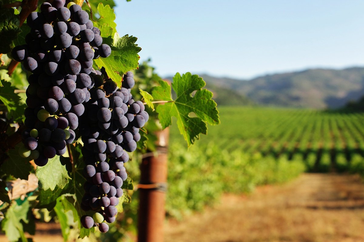 Cluster of grapes sitting on the vine in a california vineyard