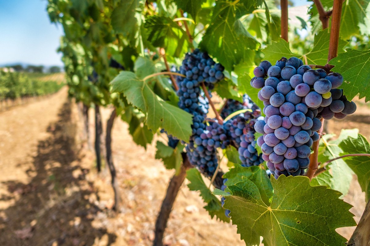 Malbec wine grapes