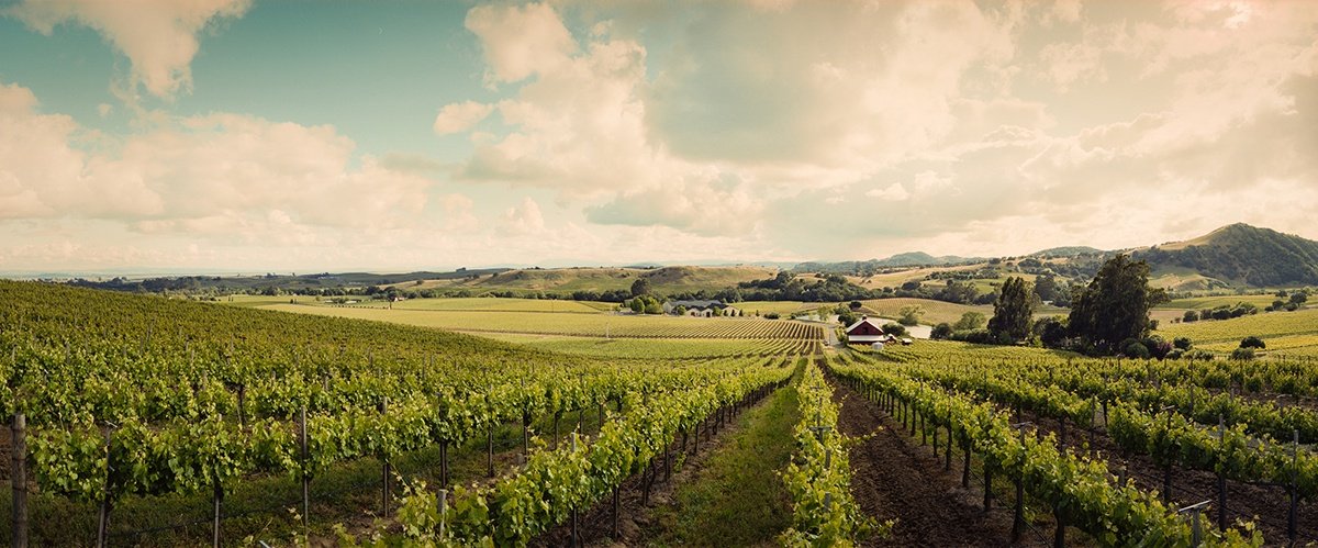 vineyard