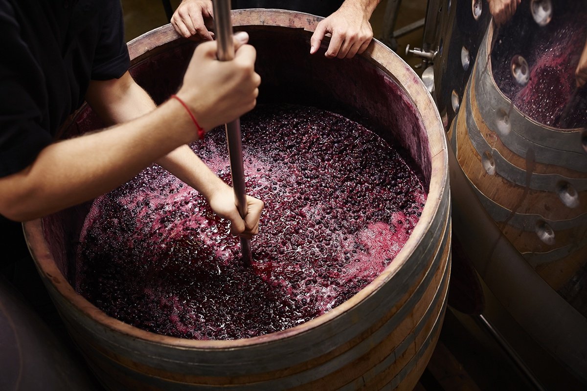 punching down red wine grapes