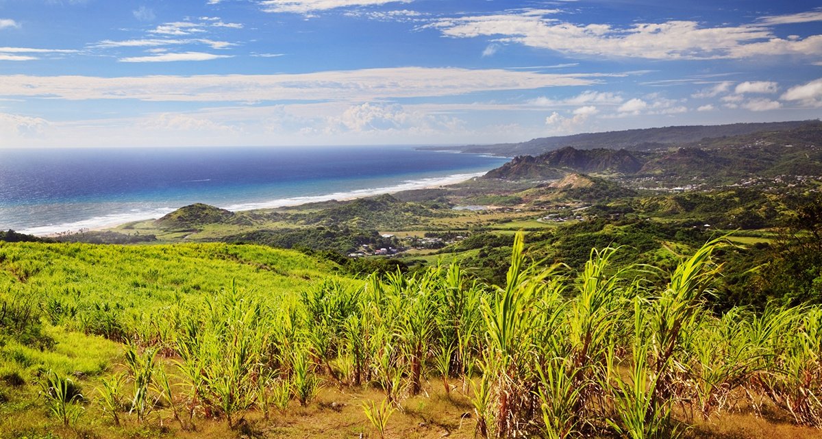 Fields of sugar cane ready for harvesting