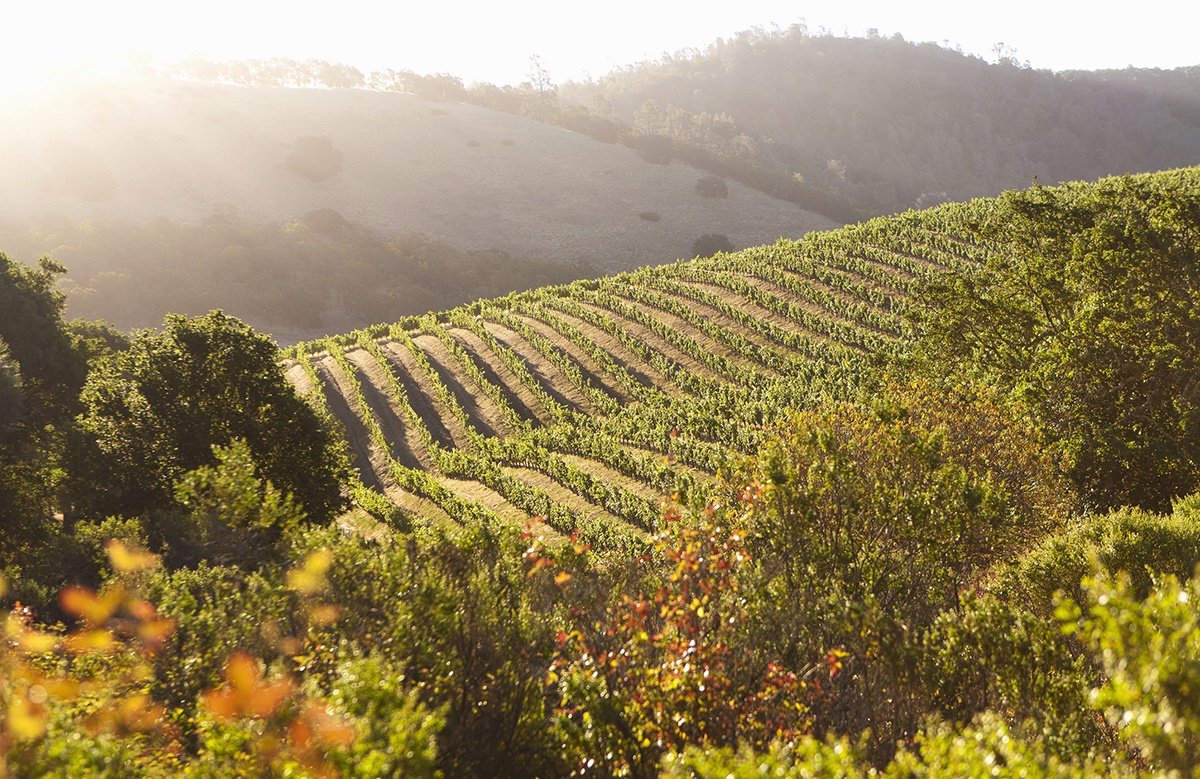 Hillside vineyard in California