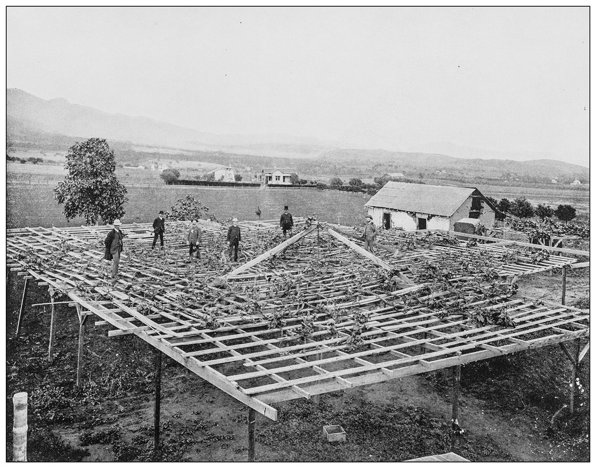 Vintage black and white photo of a a group of folks settin up a grape arbor for growing grape vines on the frame