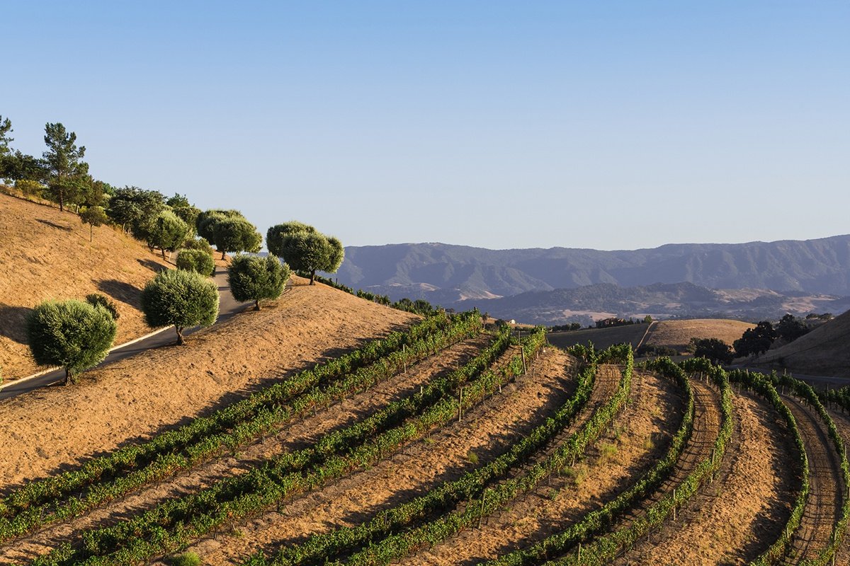 Hillside vineyard from the Central Valley of California, which grows the larget number of grapes in the state