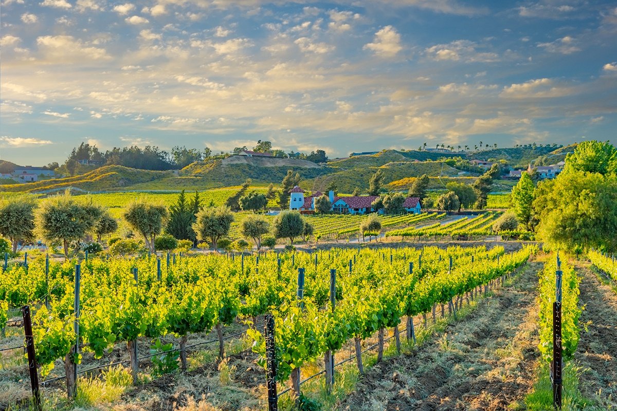 The vineyards in the South Coast grow a variety of grapes,  such as a variety of award winning Syrah, Zinfandel, Cabernet Sauvignon, Chardonnay and Pinot Noir