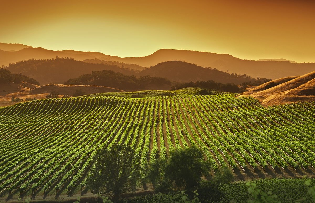 A Central Coast, California vineyard at sunset