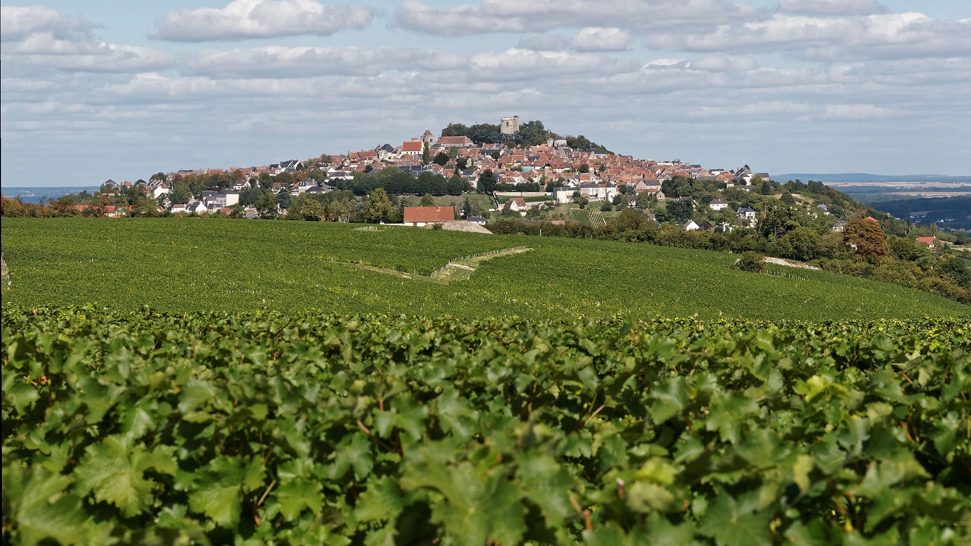 French Wine Regions Guide Total Wine & More