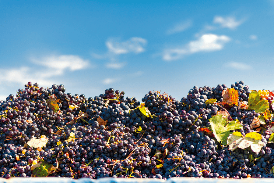 red-grapes-spain