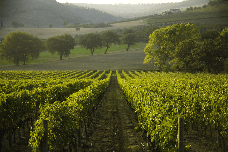 vineyard in tuscany