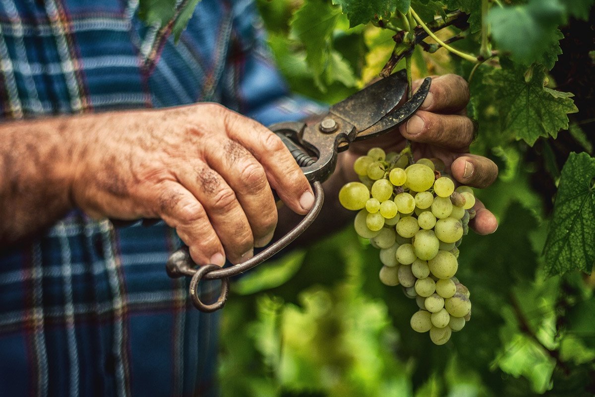 Pinot Grigio grapes being harvested off the vine in Italy