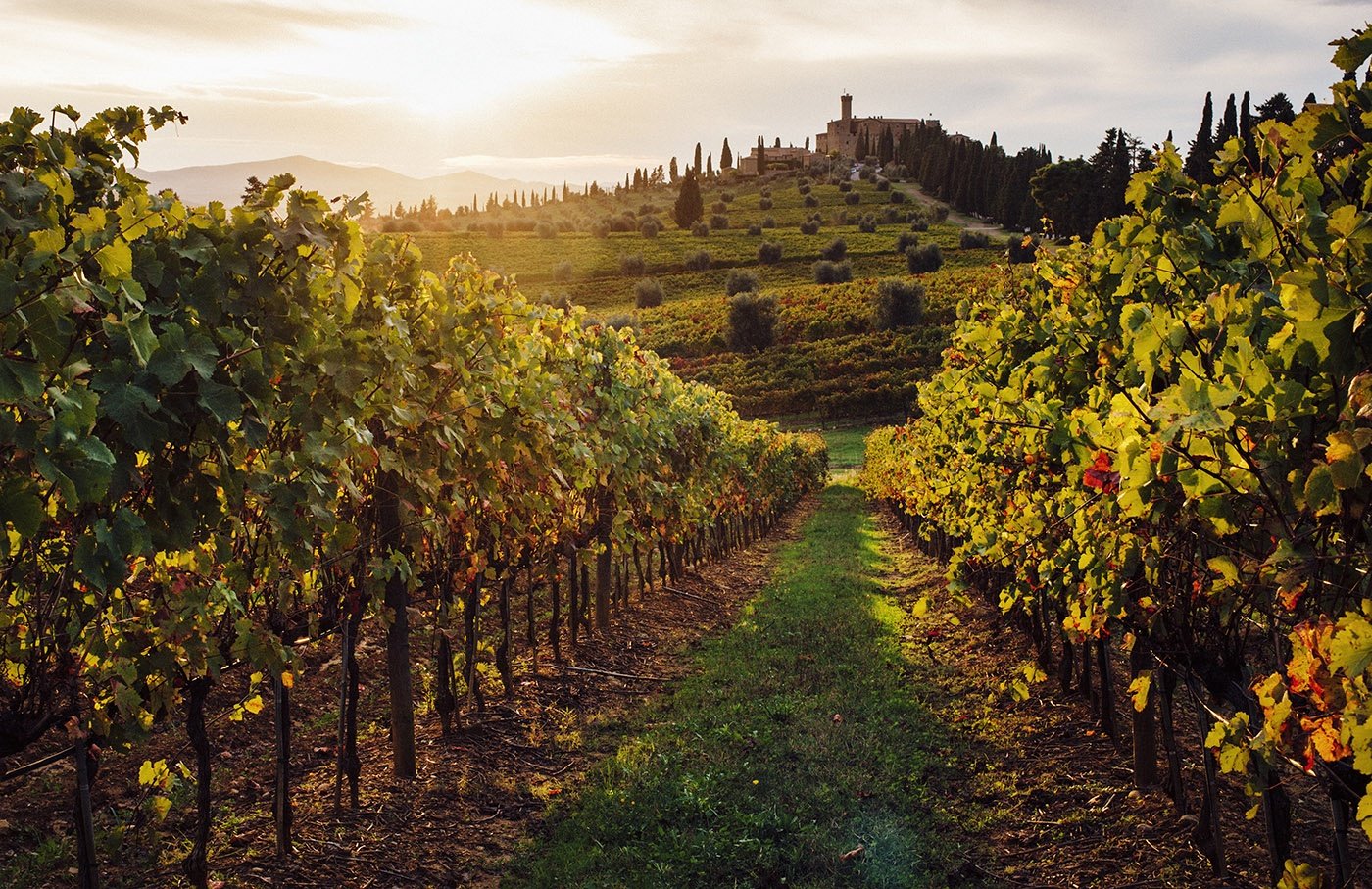 Italian Wine Regions Discover the Wines of Italy Total Wine & More