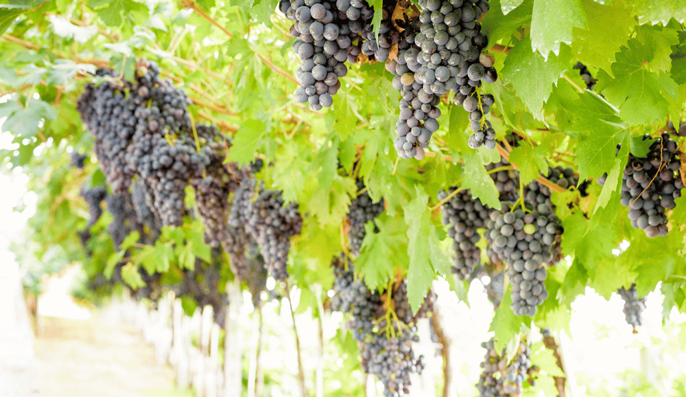 Amarone Wine Guide | Total Wine & More