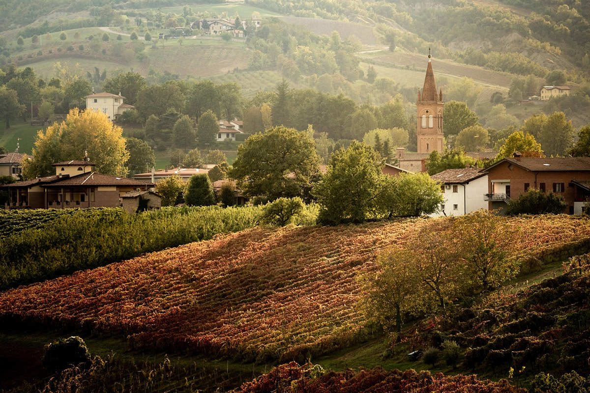 Lambrusco grapes vineyard in an Emilia-Romagna winery