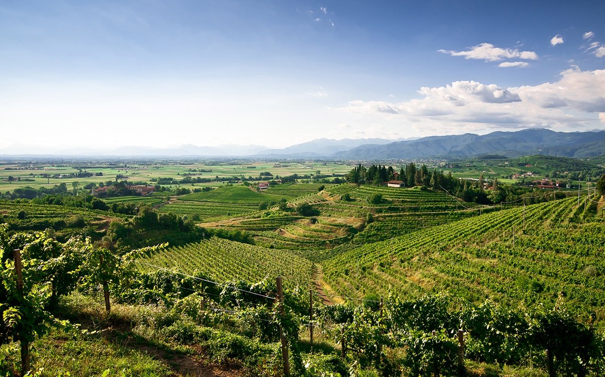 Winery in the foothills of the Alps of the Friuli-Venezia Giulia region