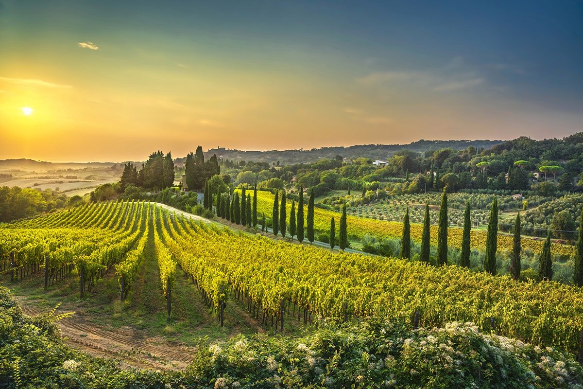The sun setting on a Tuscan vineyard