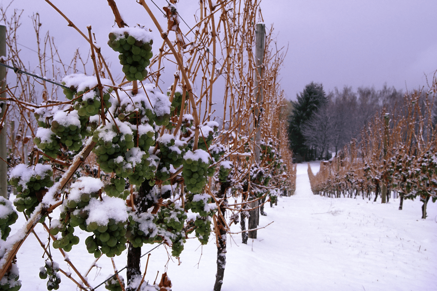 ice wine vineyard in canada