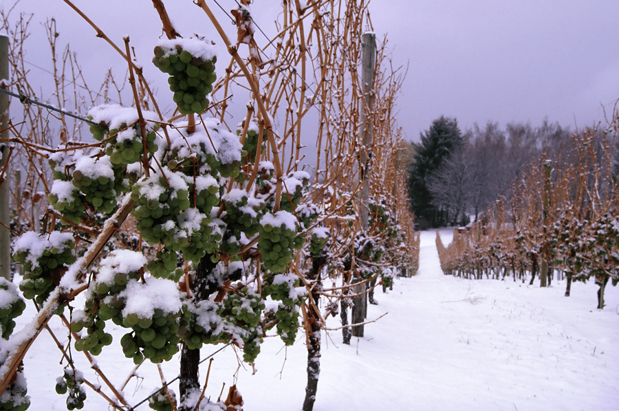 What is Ice Wine? Your Complete Guide to Icewine/Eiswein Total Wine