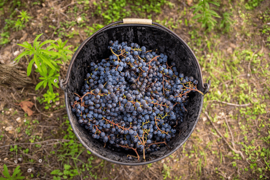 bucket of tempranillo grapes