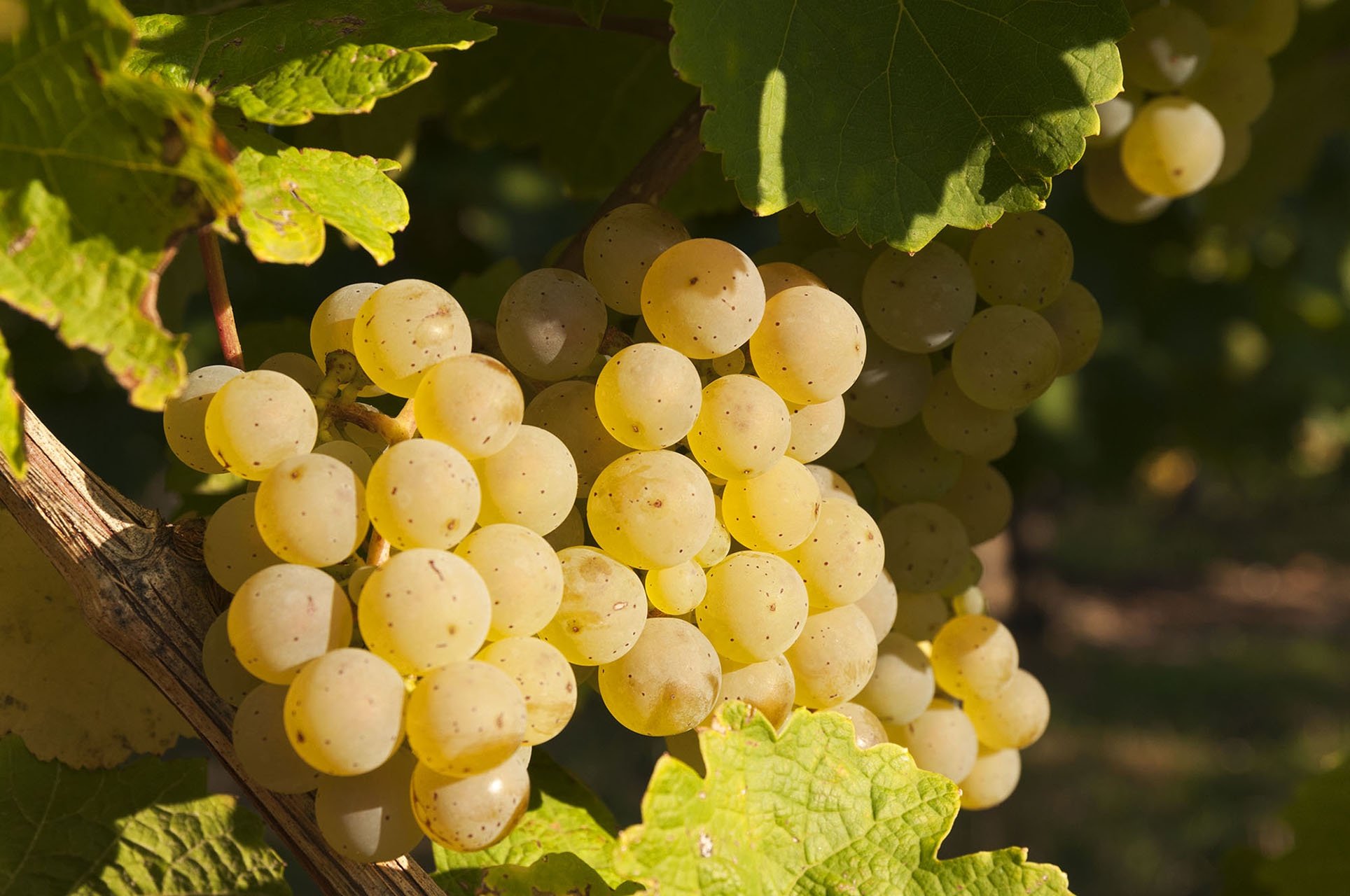What is Riesling Wine? | Total Wine & More