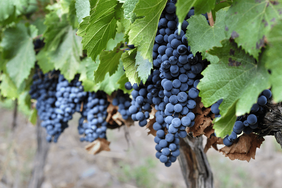 malbec grapes on the vine