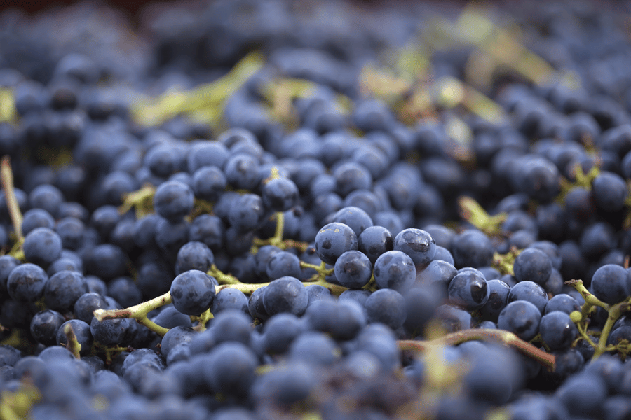 zinfandel primitivo grapes