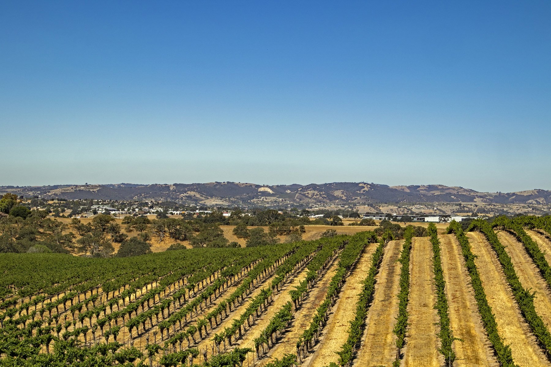 California vineyard