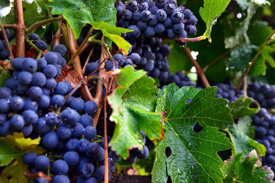 pinot noir grapes